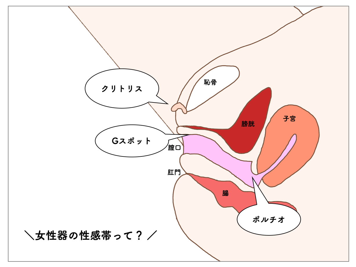 女性の性感帯 解説画像