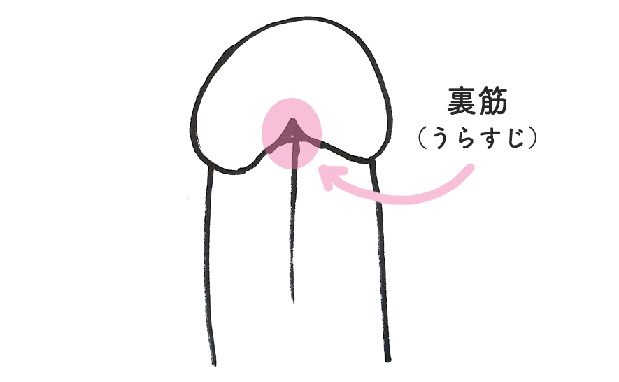 裏筋の画像