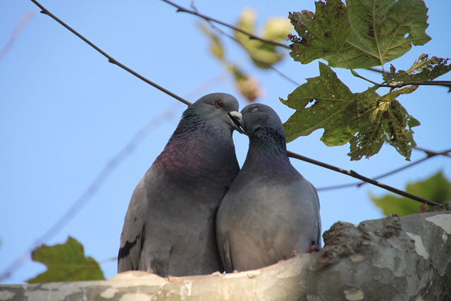 夫婦の鳩の画像