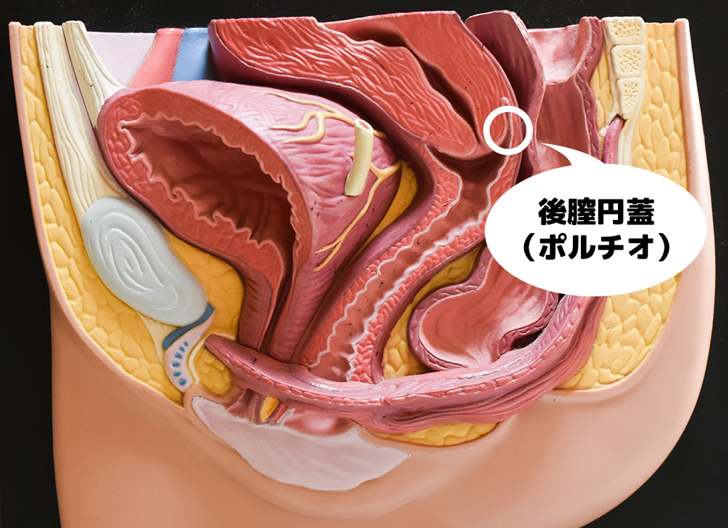 妹尾ユウカが女性がセックスでイク方法を「その道のプロ」に聞いてみたの画像