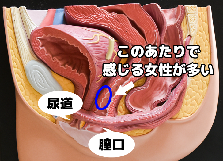 妹尾ユウカが女性がセックスでイク方法を「その道のプロ」に聞いてみたの画像