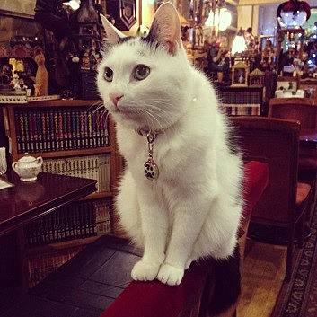 正社員猫の「五右衛門」