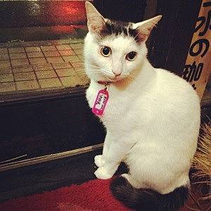 正社員猫の「次郎長」