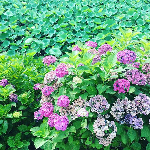 盛岡の純喫茶の画像